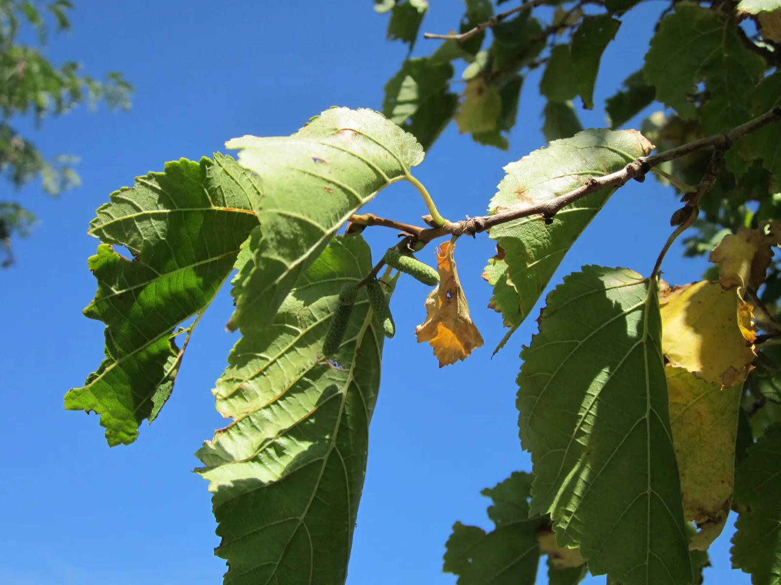 Turkish Filbert (Corylus Colurna) — is a stately deciduous tree renowned for its formal appearance and resilience
