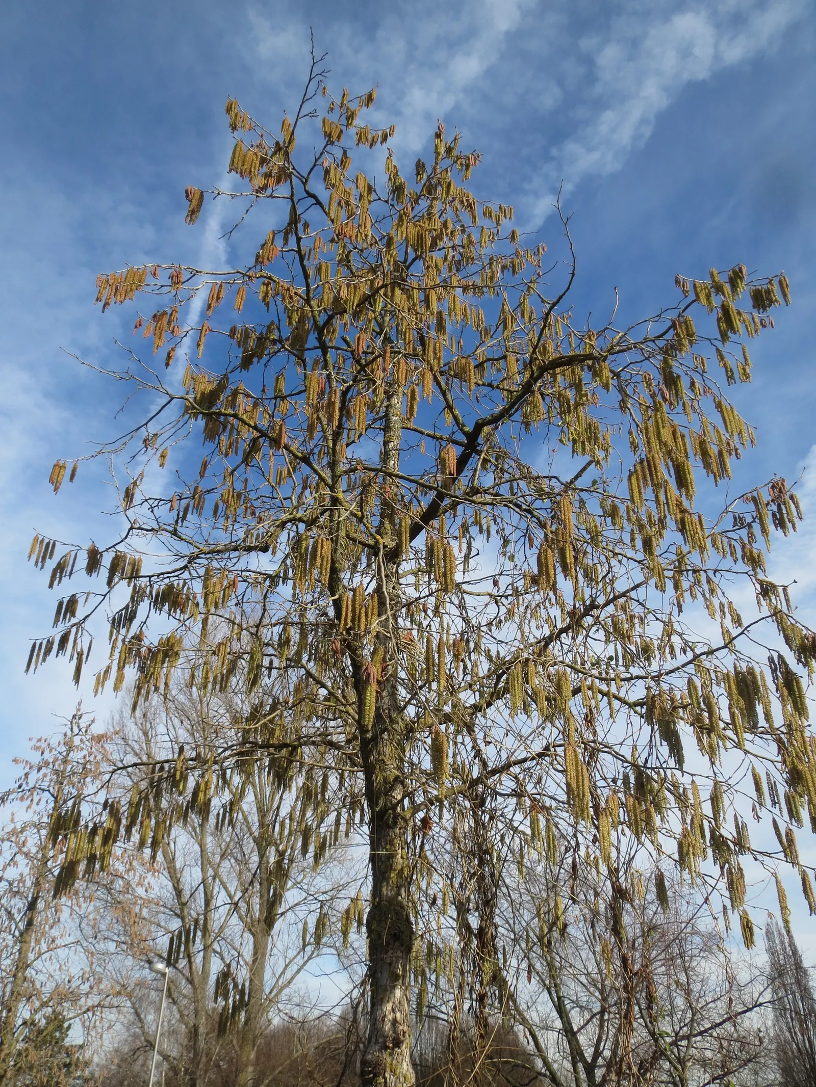 Turkish Filbert (Corylus Colurna) — though it prefers well-drained
