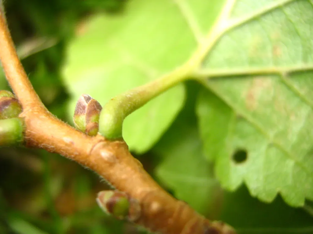 Turkish Filbert (Corylus Colurna) — This hardy tree boasts ornamental, corky bark and large, 3-6 inches long, toothed leaves; pyramidal form and, image 50