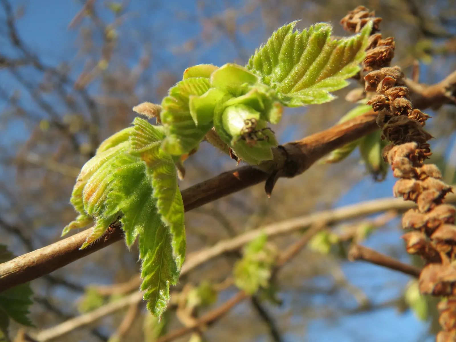 Turkish Filbert (Corylus Colurna) — These nuts attract a variety of wildlife; it reaches up to 50-70 feet tall with a 20-30 feet spread
