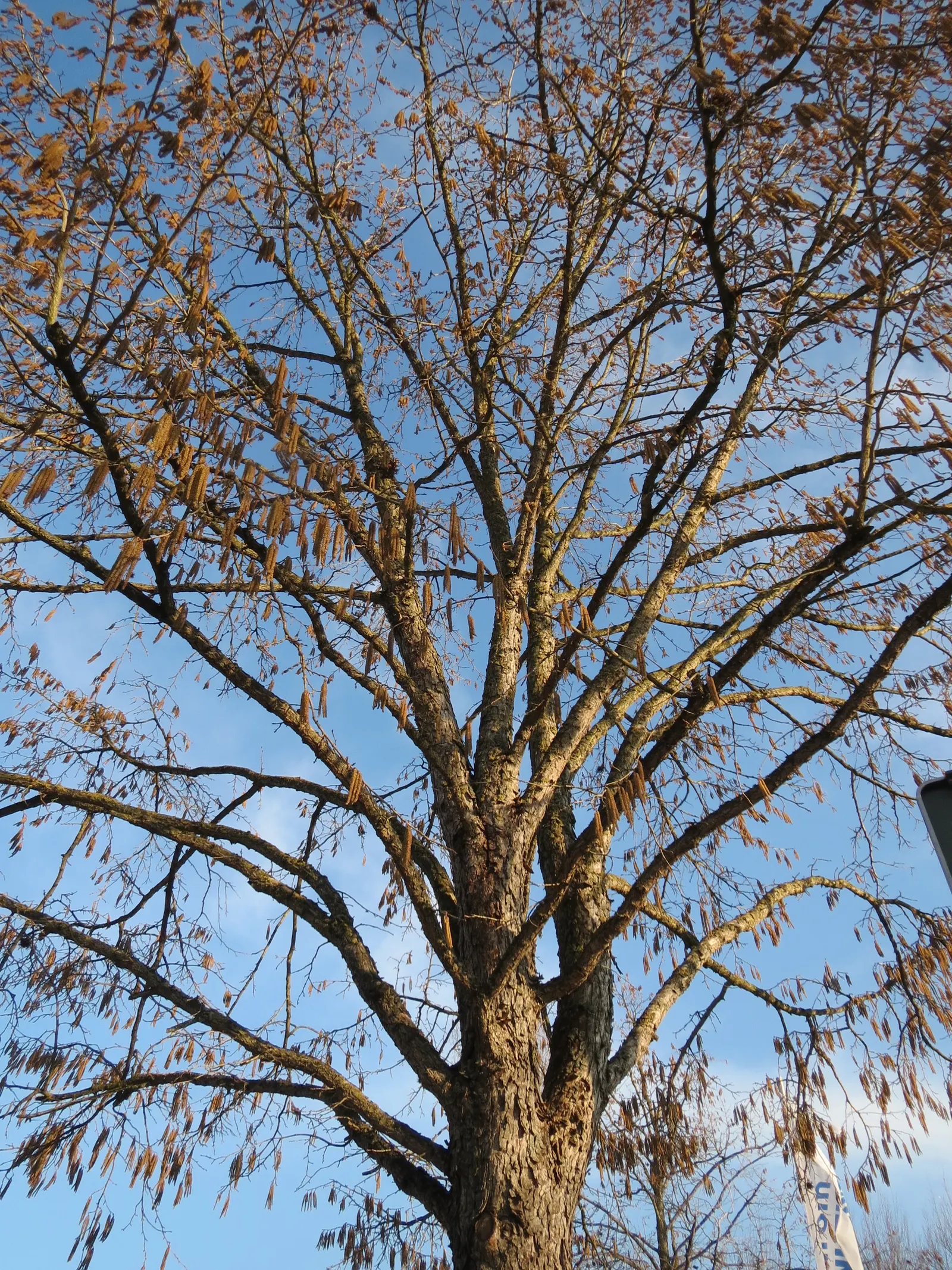 Turkish Filbert (Corylus Colurna) — the Turkish Filbert is an excellent choice for a structured yet naturalistic aesthetic; tree with yellow blooms, image 66
