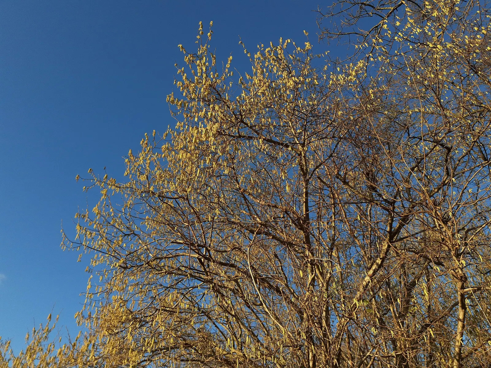 Turkish Filbert (Corylus Colurna) — It reaches up to 50-70 feet tall with a 20-30 feet spread