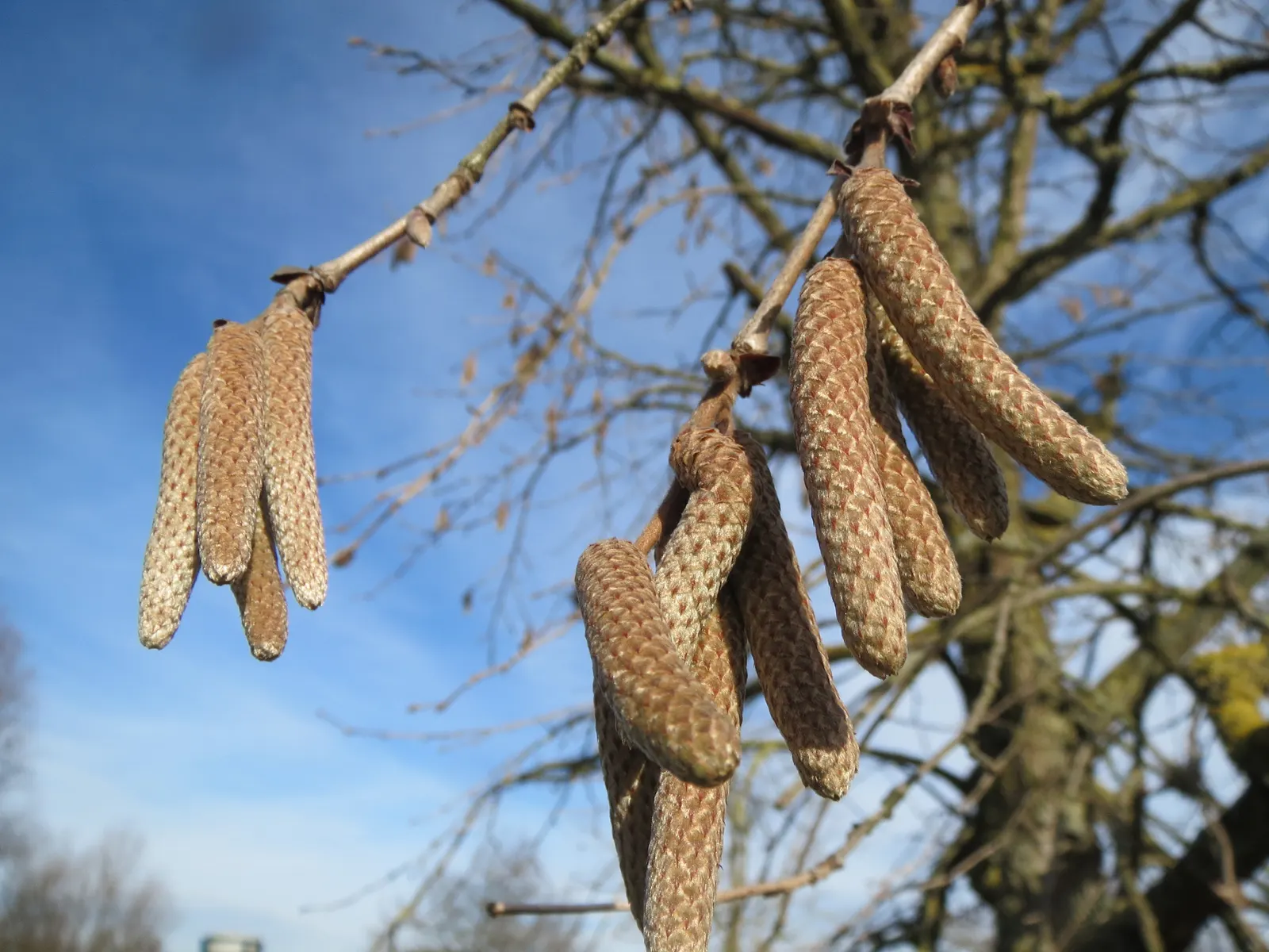 Turkish Filbert (Corylus Colurna) — A native of southeastern Europe and western Asia; these nuts attract a variety of wildlife, image 55