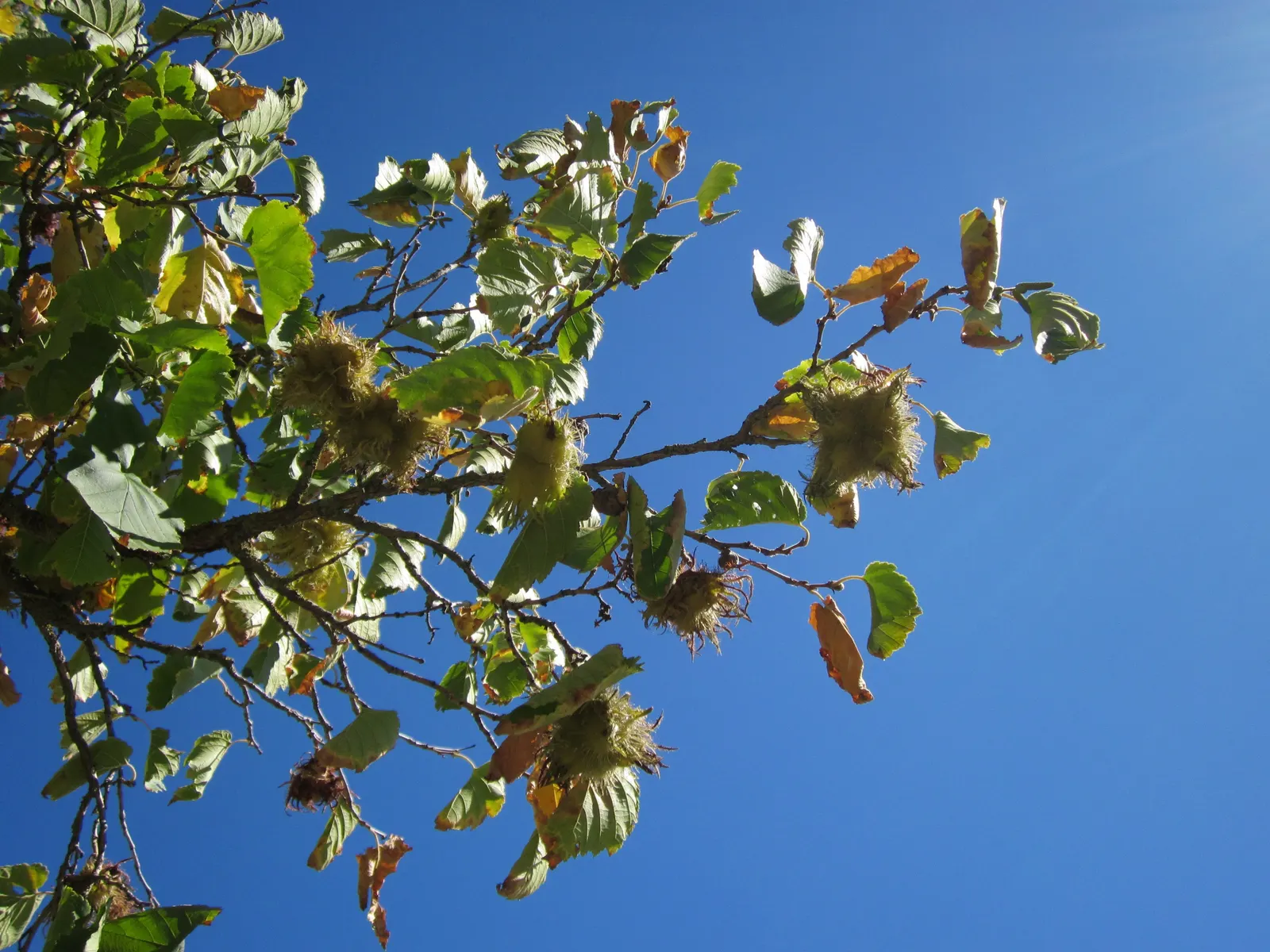Turkish Filbert (Corylus Colurna) — though they are smaller and harder to extract than those of the common hazelnut; with its low maintenance, image 59