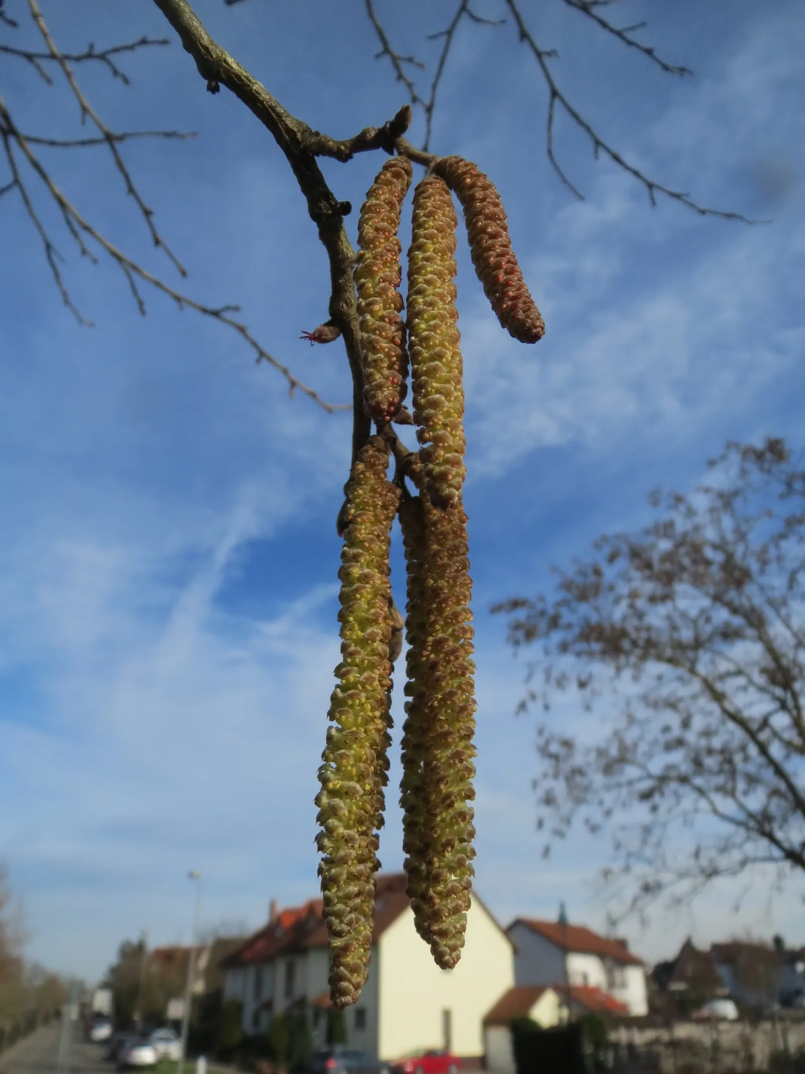 Turkish Filbert (Corylus Colurna) — though they are smaller and harder to extract than those of the common hazelnut; with its low maintenance requirements and