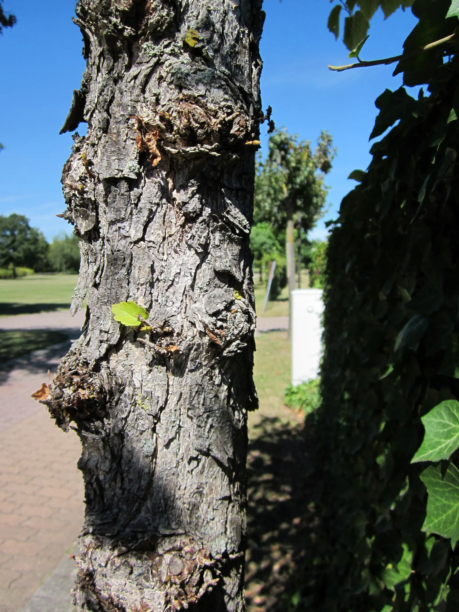 Turkish Filbert (Corylus Colurna) — is a deciduous tree renowned for its stately; this hardy tree boasts ornamental, corky bark and large, 3-6, image 70