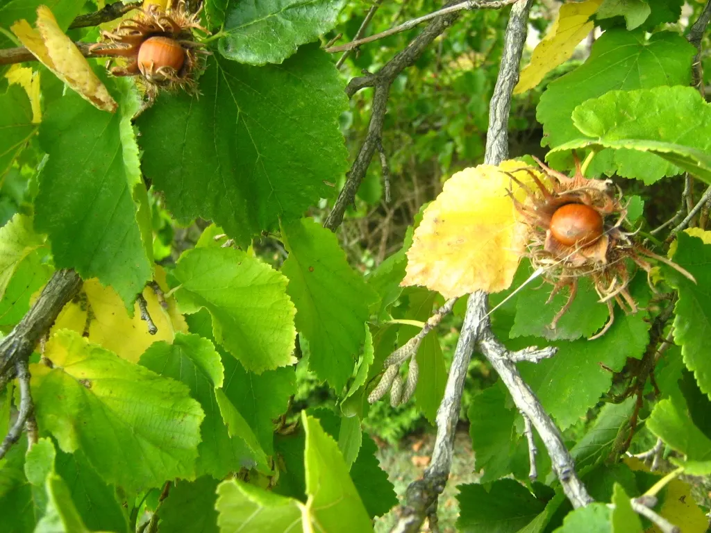 Turkish Filbert (Corylus Colurna) — is a stately deciduous tree renowned for its formal appearance and resilience; scientifically known as Corylus, image 77
