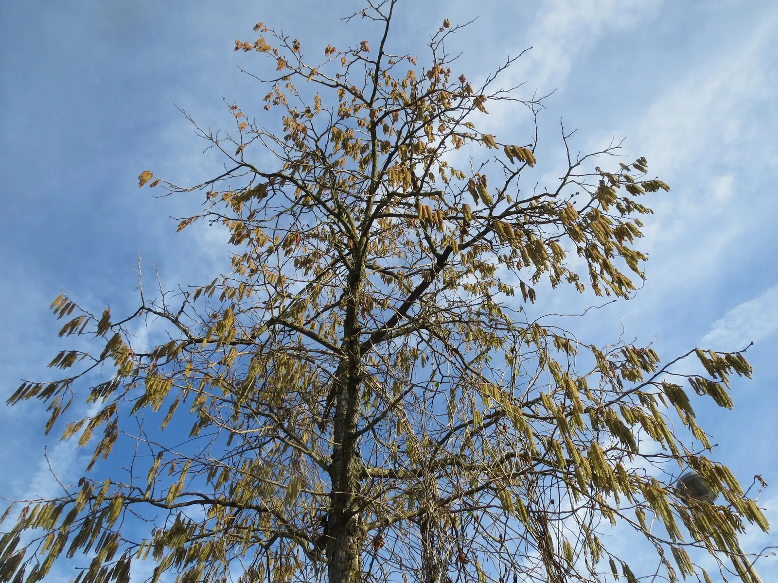 Turkish Filbert (Corylus Colurna) — This hardy tree boasts ornamental, corky bark and large, 3-6 inches long, toothed leaves