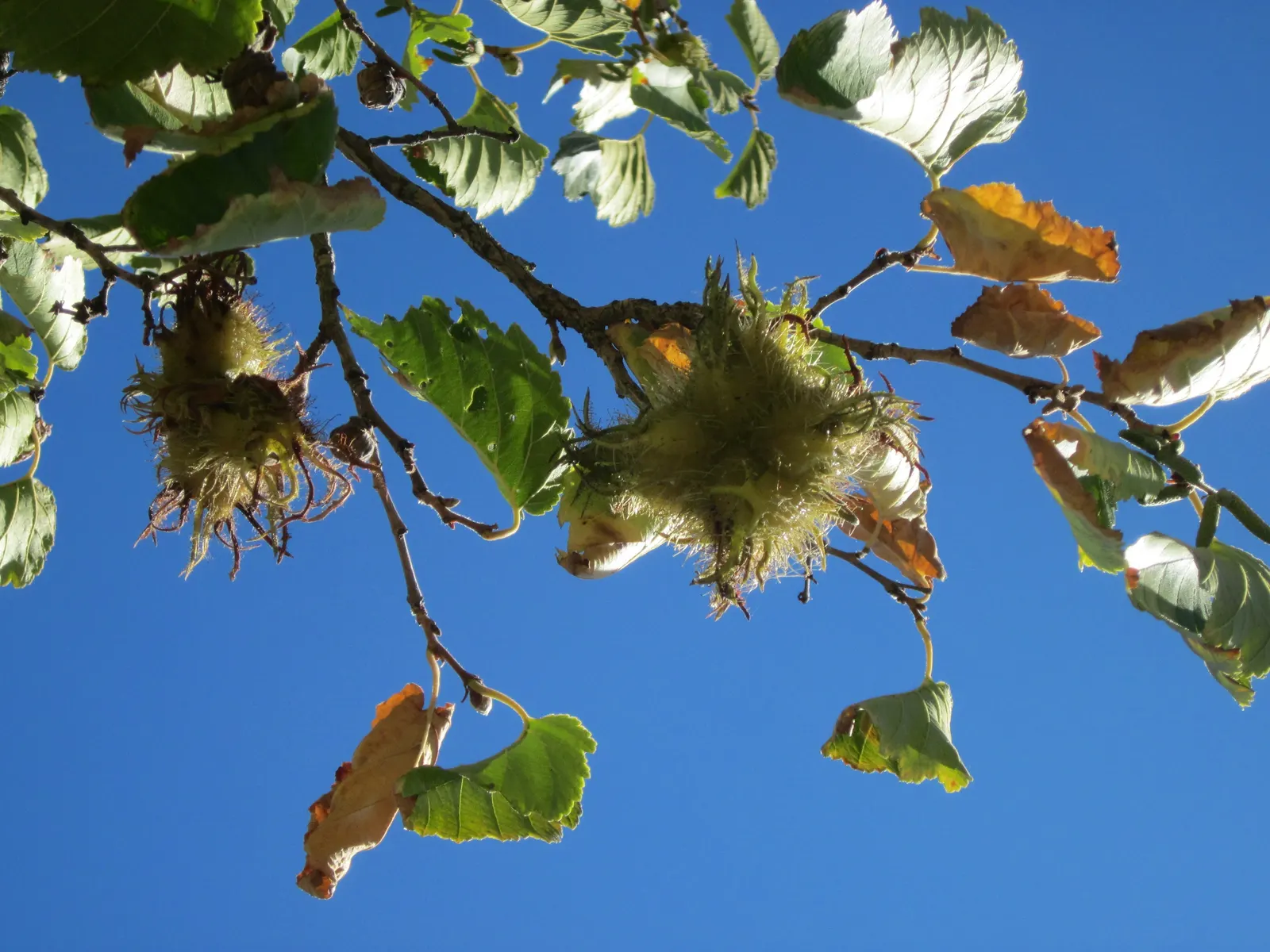 Turkish Filbert (Corylus Colurna) — though they are smaller and harder to extract than those of the common hazelnut