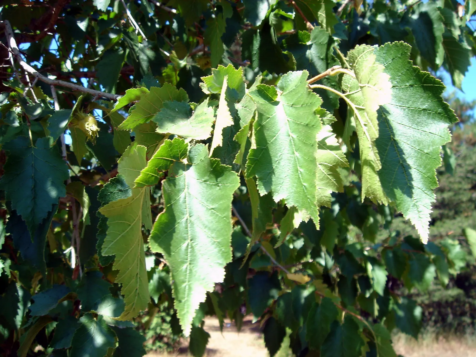 Turkish Filbert (Corylus Colurna) — this tree stands tall at heights ranging from 50 to 70 feet with a spread of 30 to 40 feet; yellow flowers in, image 56