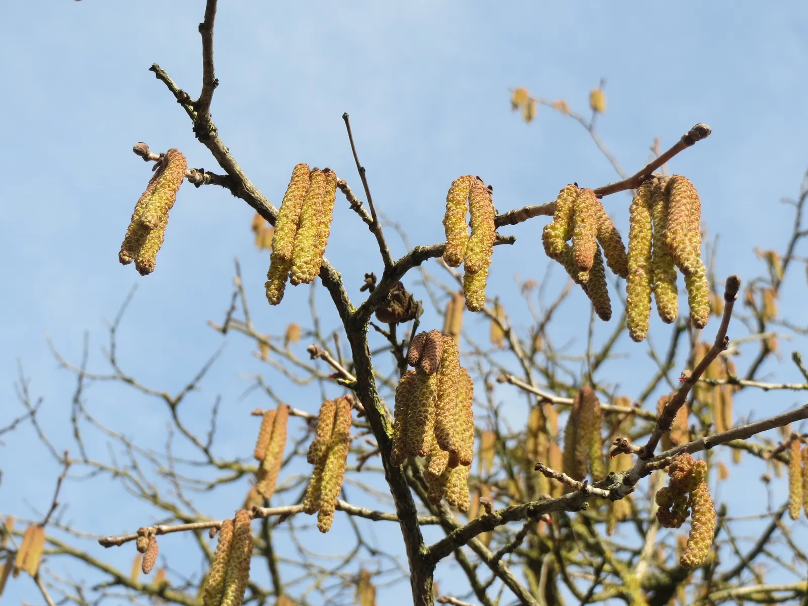 Turkish Filbert (Corylus Colurna) — tree with yellow blooms