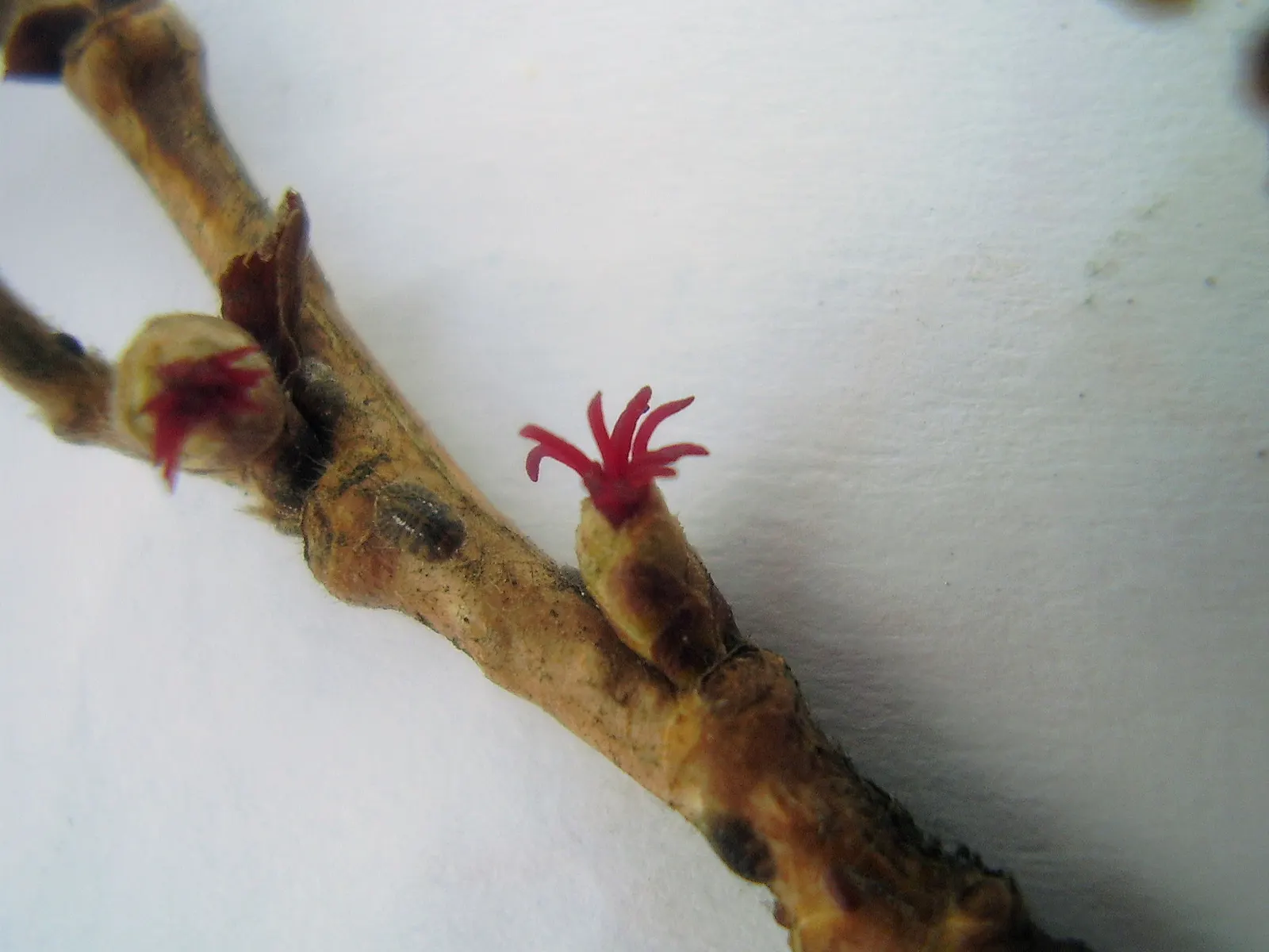 Turkish Filbert (Corylus Colurna) — pyramidal form and dense foliage