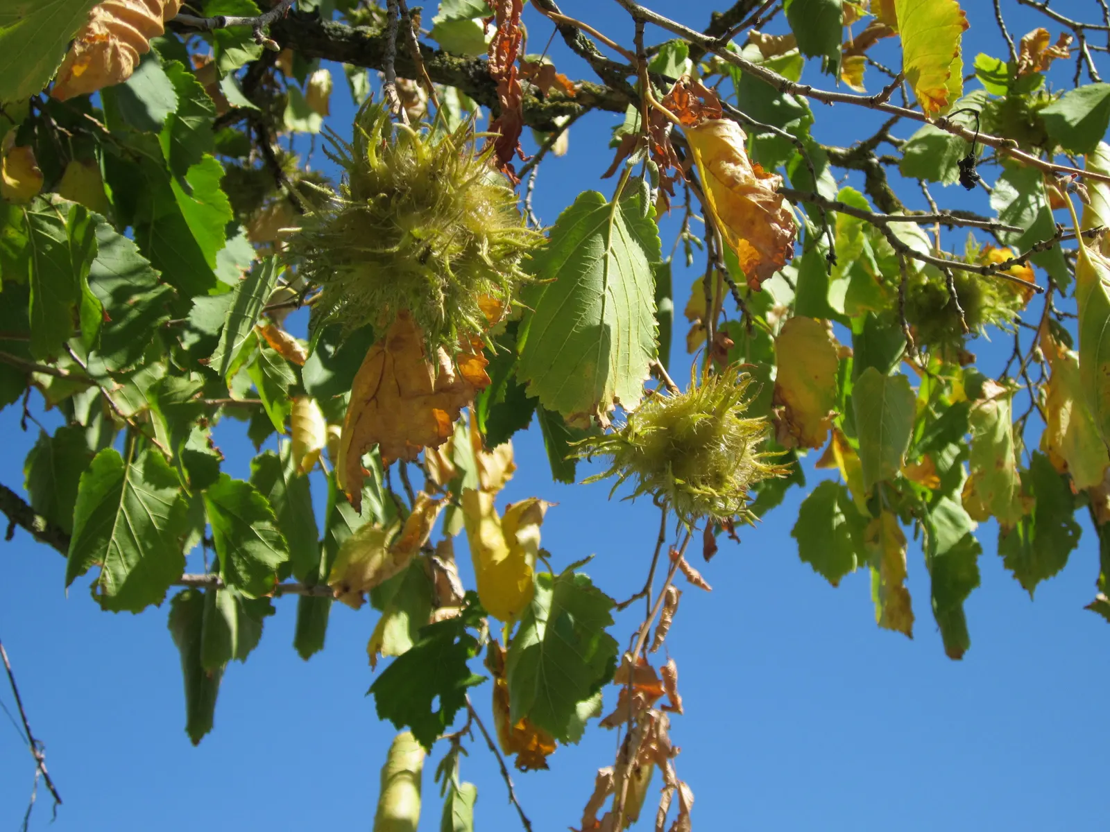Turkish Filbert (Corylus Colurna) — pyramidal form and dense foliage; inviting yellow in the fall - adding seasonal interest to any landscape