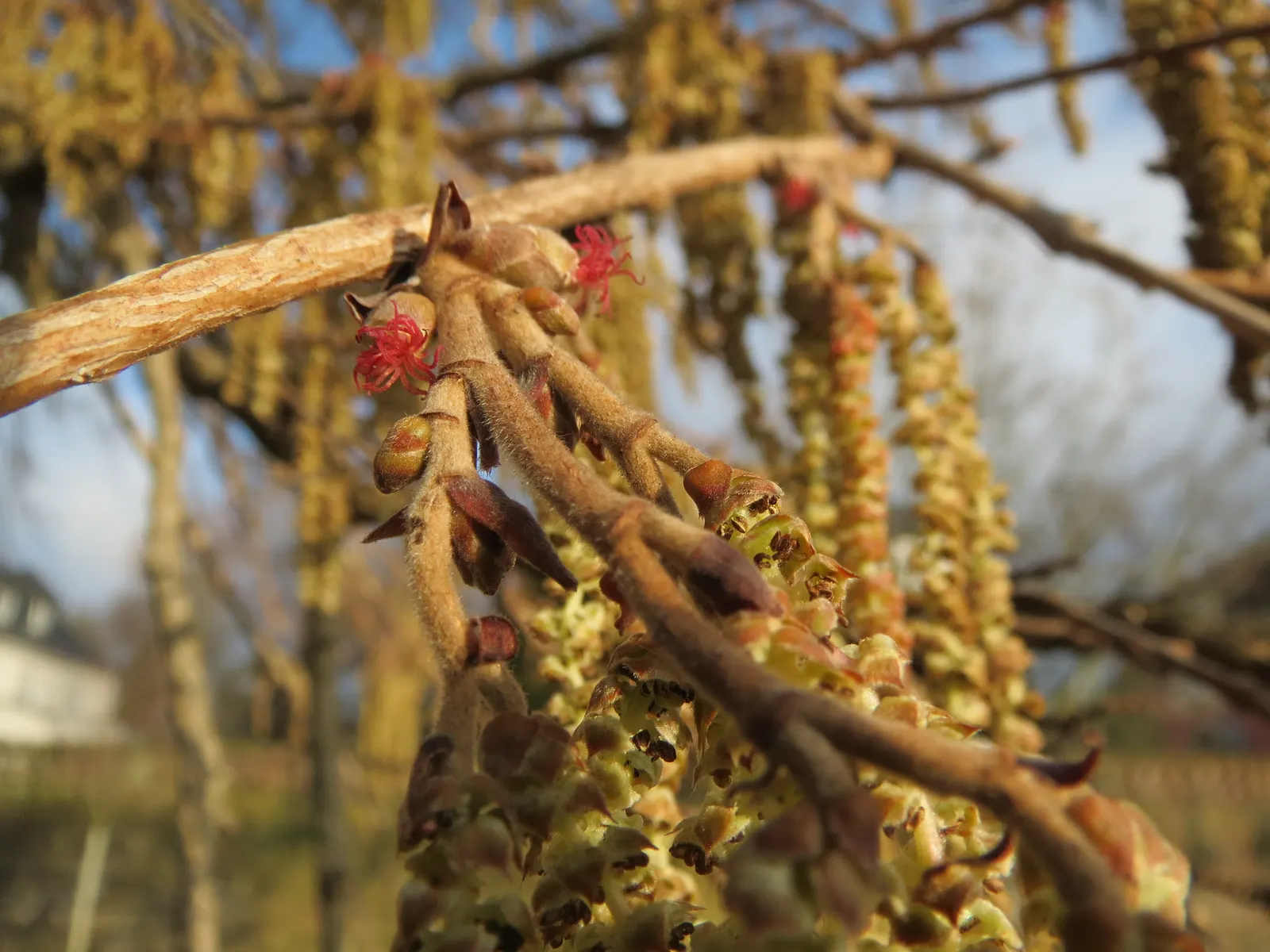 Turkish Filbert (Corylus Colurna) — It requires full sun to partial shade exposure, allowing for flexible placement within the landscape design
