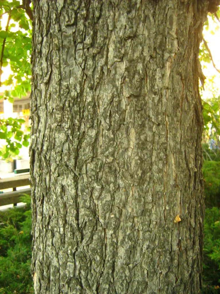 Turkish Filbert (Corylus Colurna) — Its bark is equally attractive