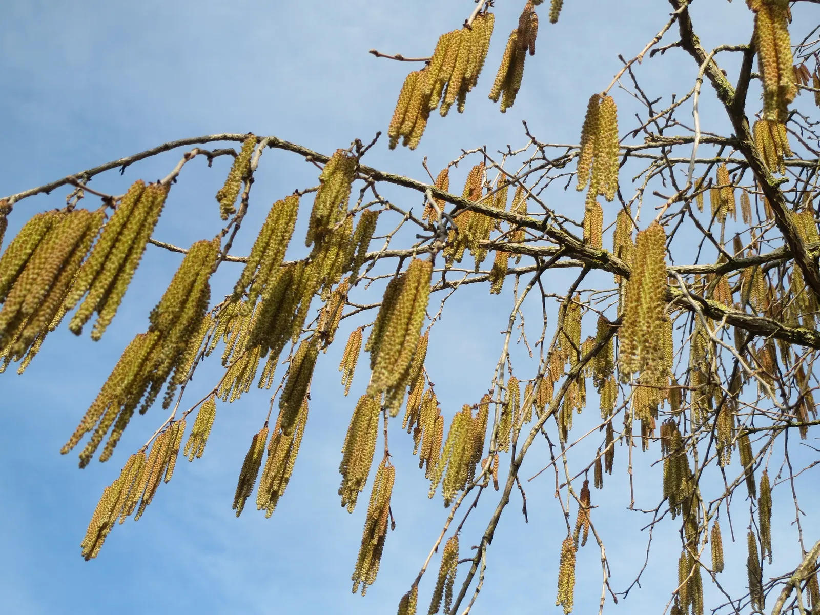 Turkish Filbert (Corylus Colurna) — the Turkish Filbert is tolerant of urban pollution and a variety of soil types; though it prefers well-drained