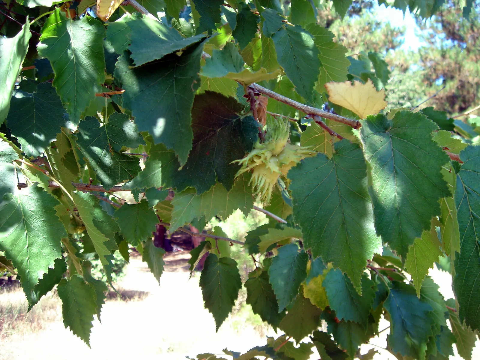 Turkish Filbert (Corylus Colurna) — These nuts attract a variety of wildlife; it reaches up to 50-70 feet tall with a 20-30 feet spread, image 60