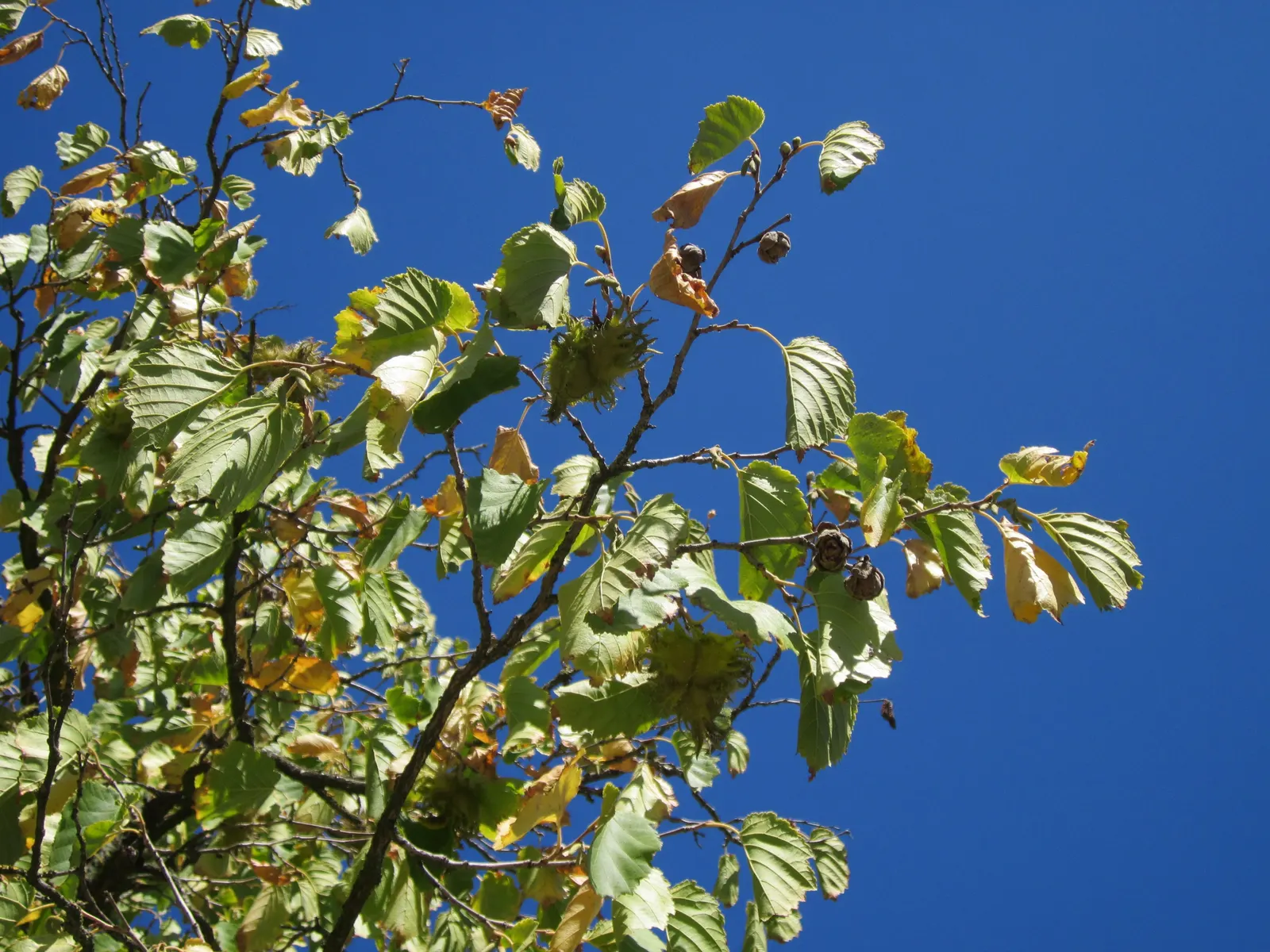 Turkish Filbert (Corylus Colurna) — inviting yellow in the fall - adding seasonal interest to any landscape