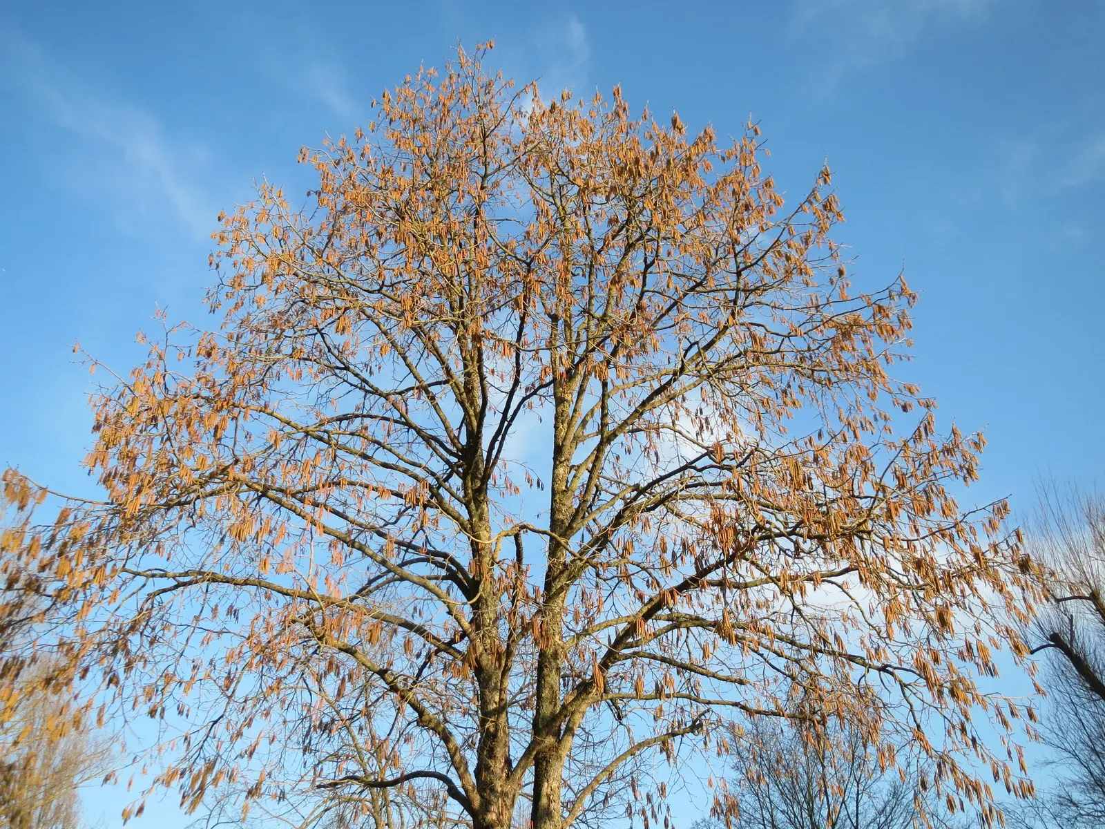 Turkish Filbert (Corylus Colurna) — It reaches up to 50-70 feet tall with a 20-30 feet spread; it requires full sun to partial shade exposure, image 72