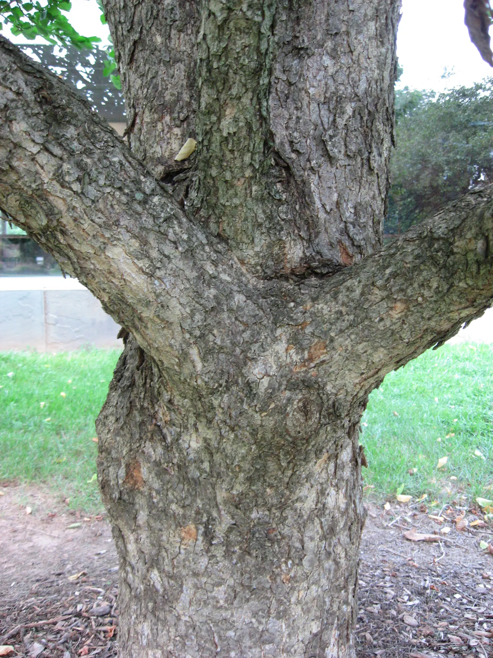 Turkish Filbert (Corylus Colurna) — This hardy tree boasts ornamental, corky bark and large, 3-6 inches long, toothed leaves; pyramidal form and dense foliage