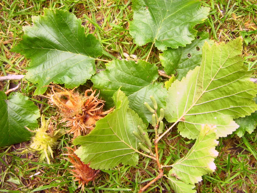 Turkish Filbert (Corylus Colurna) — is a deciduous tree renowned for its stately; this hardy tree boasts ornamental, corky bark and large, 3-6, image 47