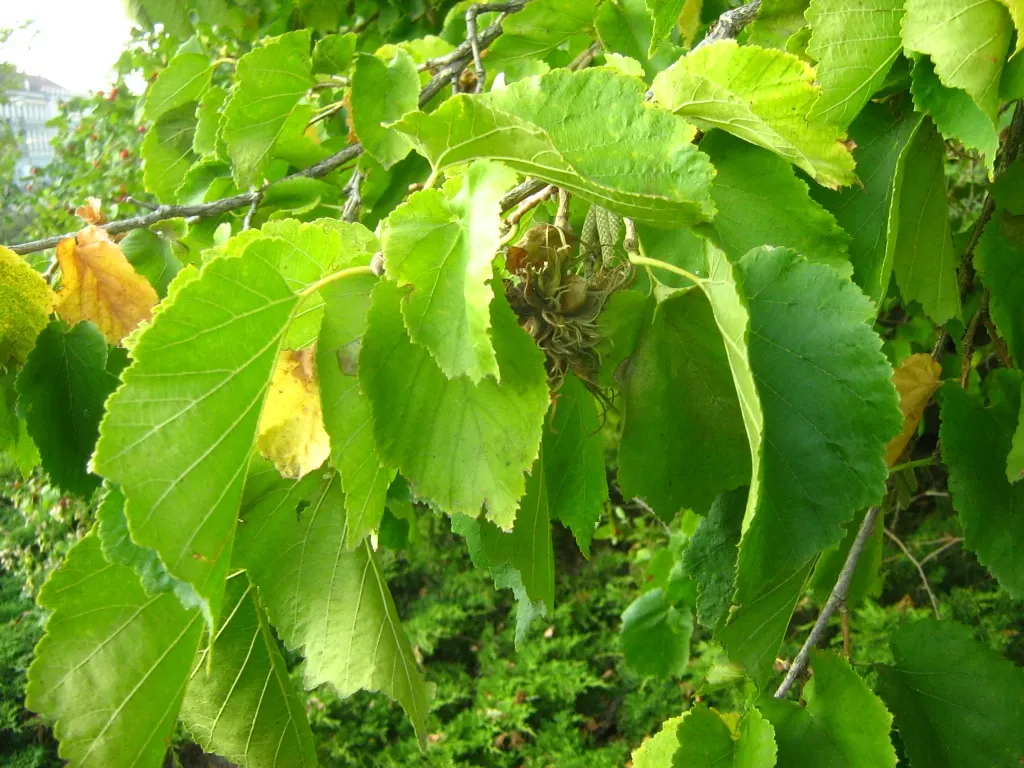 Turkish Filbert (Corylus Colurna) — though it prefers well-drained; is a deciduous tree renowned for its stately, image 63