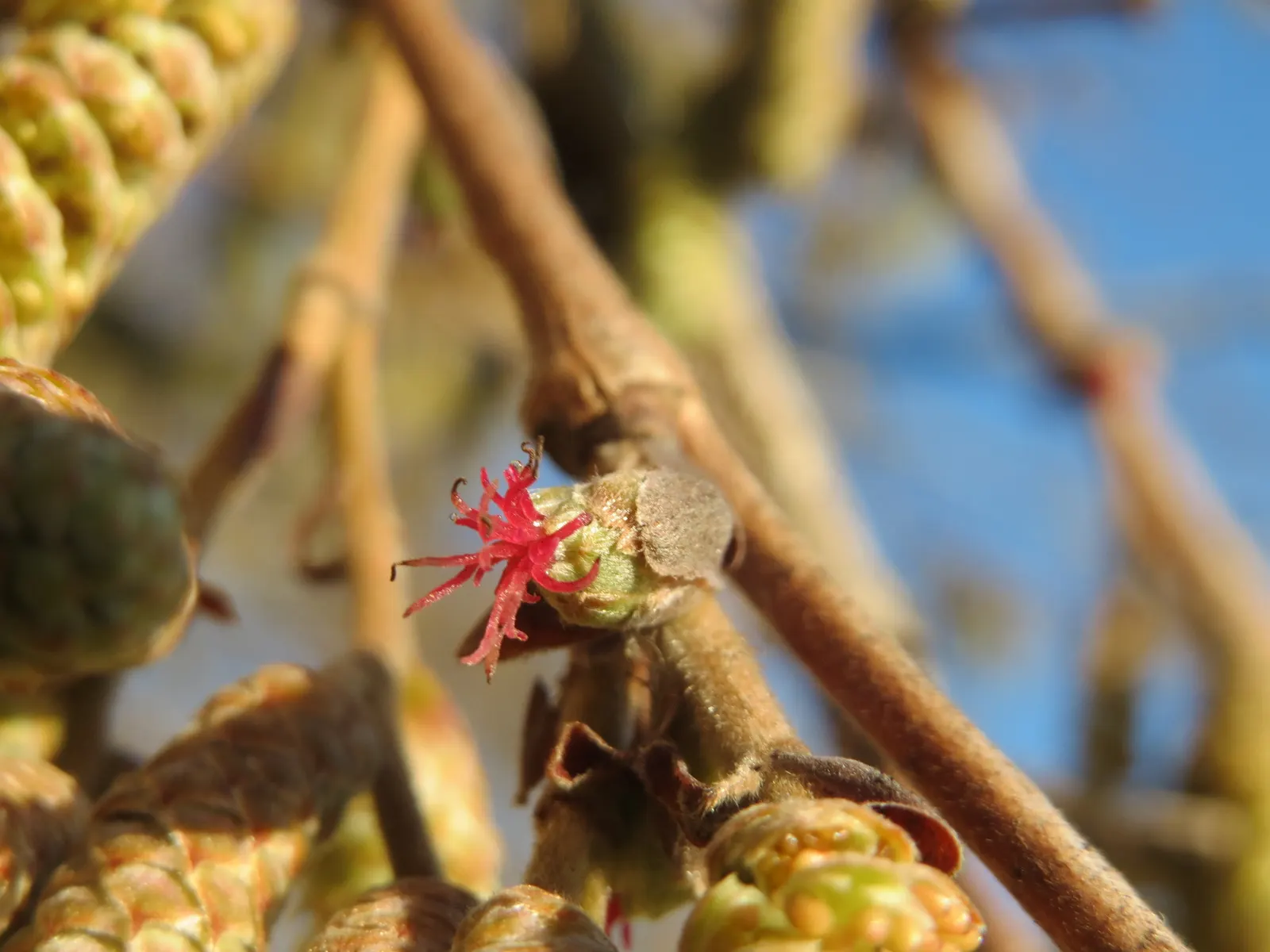 Turkish Filbert (Corylus Colurna) — scientifically known as Corylus colurna