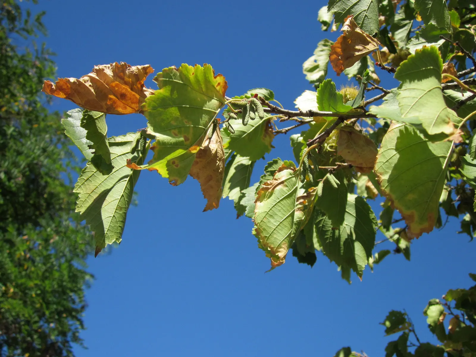 Turkish Filbert (Corylus Colurna) — pyramidal form and dense foliage; inviting yellow in the fall - adding seasonal interest to any landscape, image 48