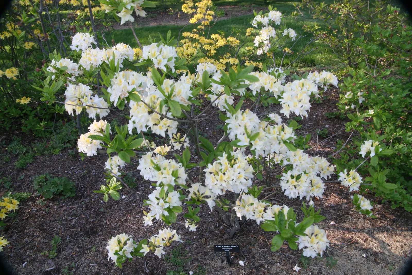 Azalea (Azalea 'Pennsylvania') — Ideal for mass plantings or as a focal point, it enhances the landscape with year-round interest