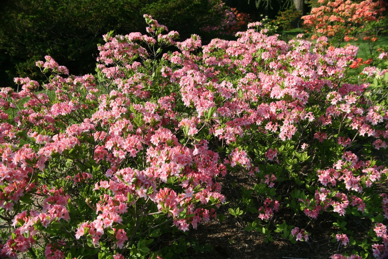 Azalea (Azalea 'Pennsylvania') — It flourishes in partial shade and well-drained, acidic soil