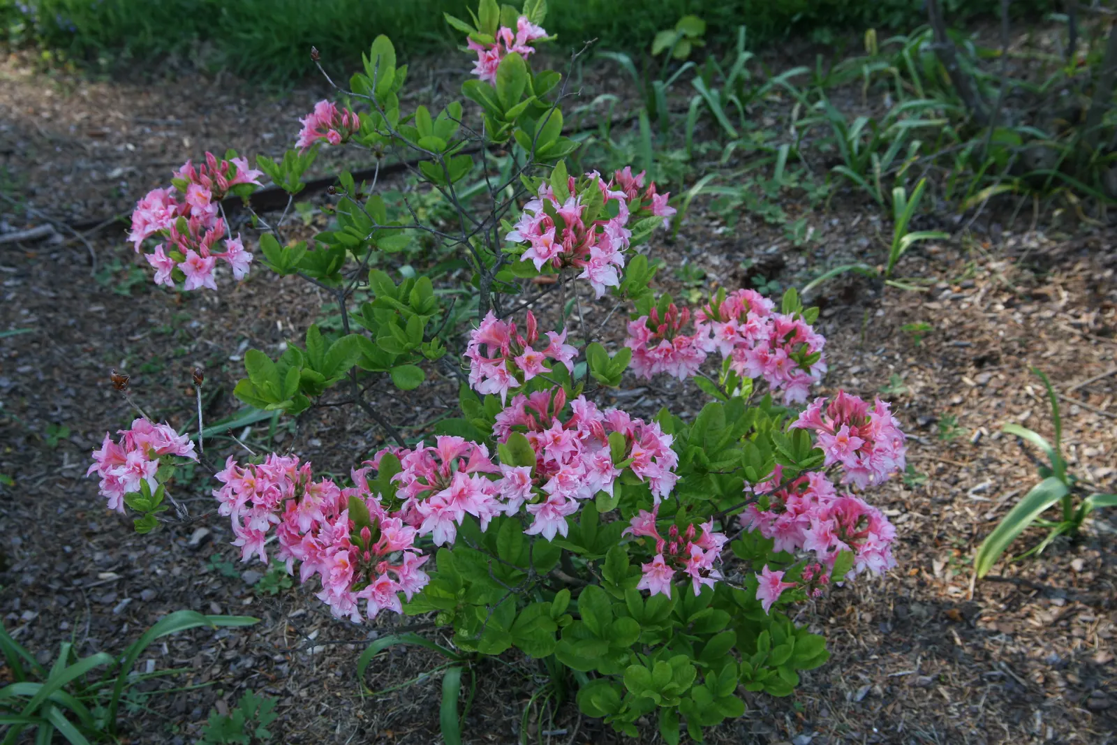 Azalea (Azalea 'Pennsylvania') — broadleaf evergreen shrub