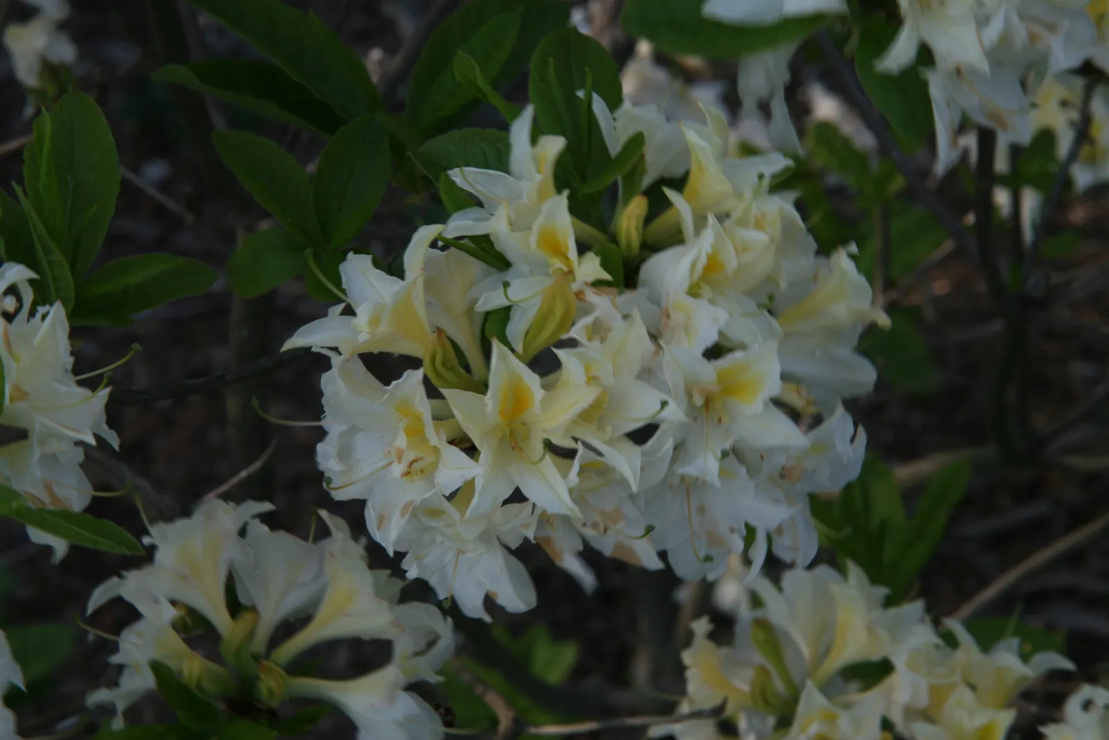 Azalea (Azalea 'Pennsylvania') — renowned for its prolific spring display of deep pink flowers
