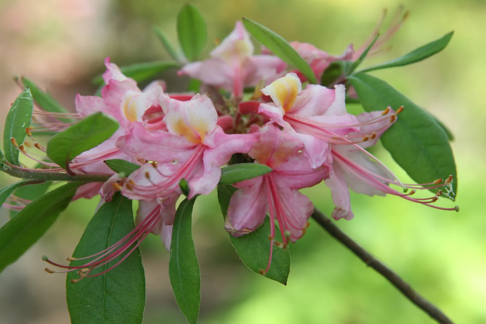 Azalea (Azalea 'Pennsylvania') — Regular watering and occasional pruning after blooming maintain health and aesthetics