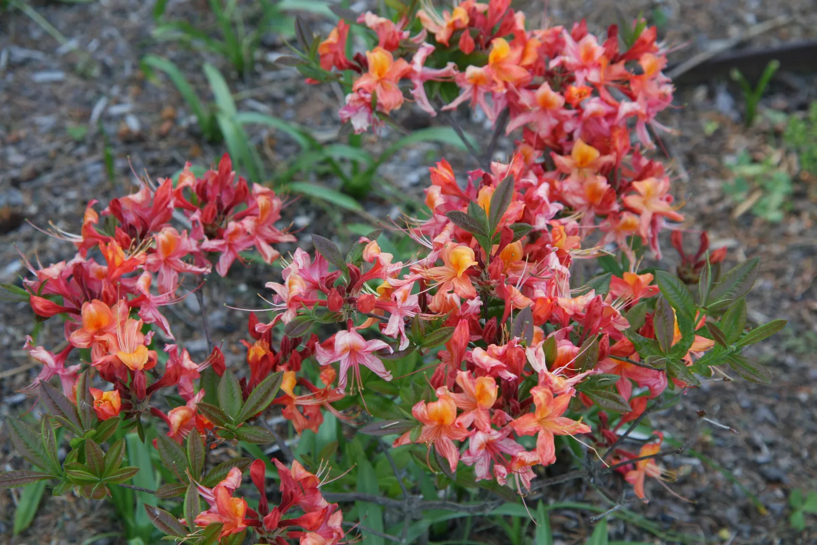 Azalea (Azalea 'Pennsylvania') — A mature plant reaches 4 to 6 feet in height and spread