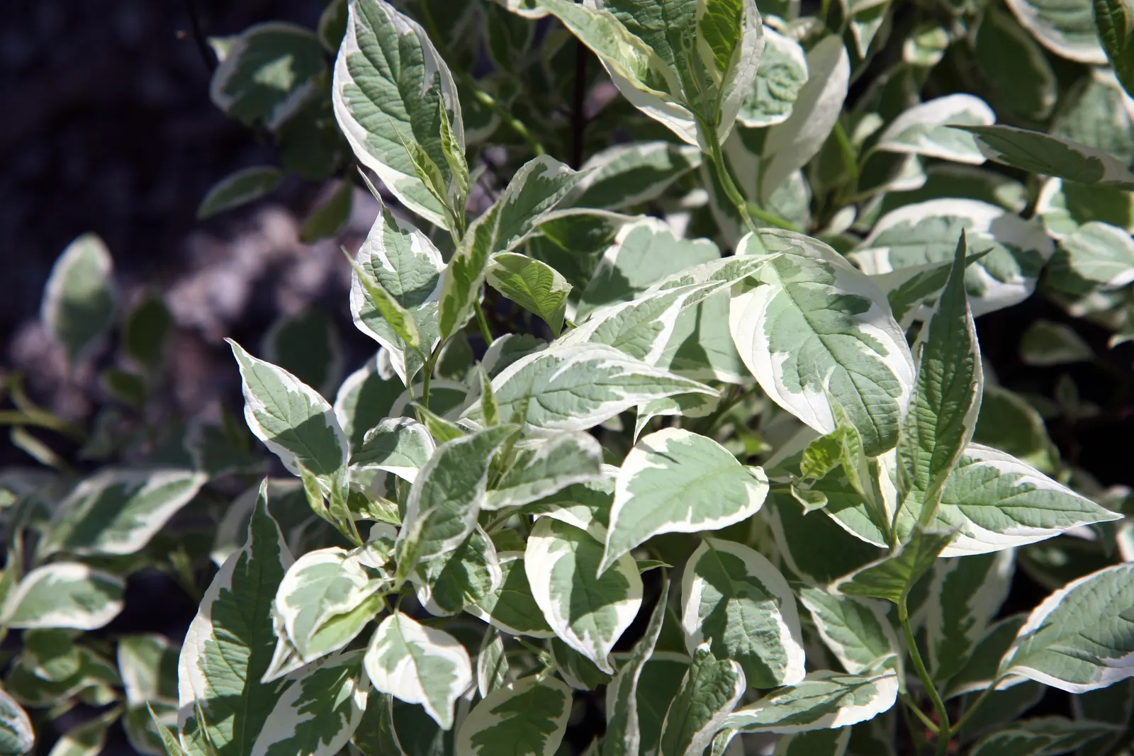 Ivory Halo Dogwood (Cornus Alba 'Ivory Halo') — ornamental shrub reaching 4-6 feet in height and spread