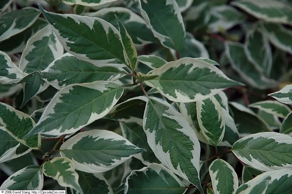 Ivory Halo Dogwood (Cornus Alba 'Ivory Halo') — Its variegated leaves‚Äîgreen with white edges‚Äîoffer year-round interest