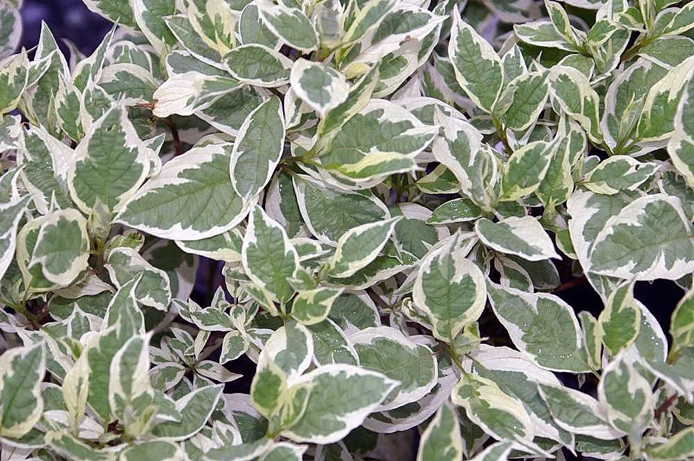 Ivory Halo Dogwood (Cornus Alba 'Ivory Halo') — The Ivory Halo Dogwood (Cornus alba 'Ivory Halo') is a compact