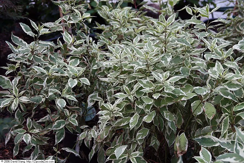 Ivory Halo Dogwood (Cornus Alba 'Ivory Halo') — complemented by striking red winter stems