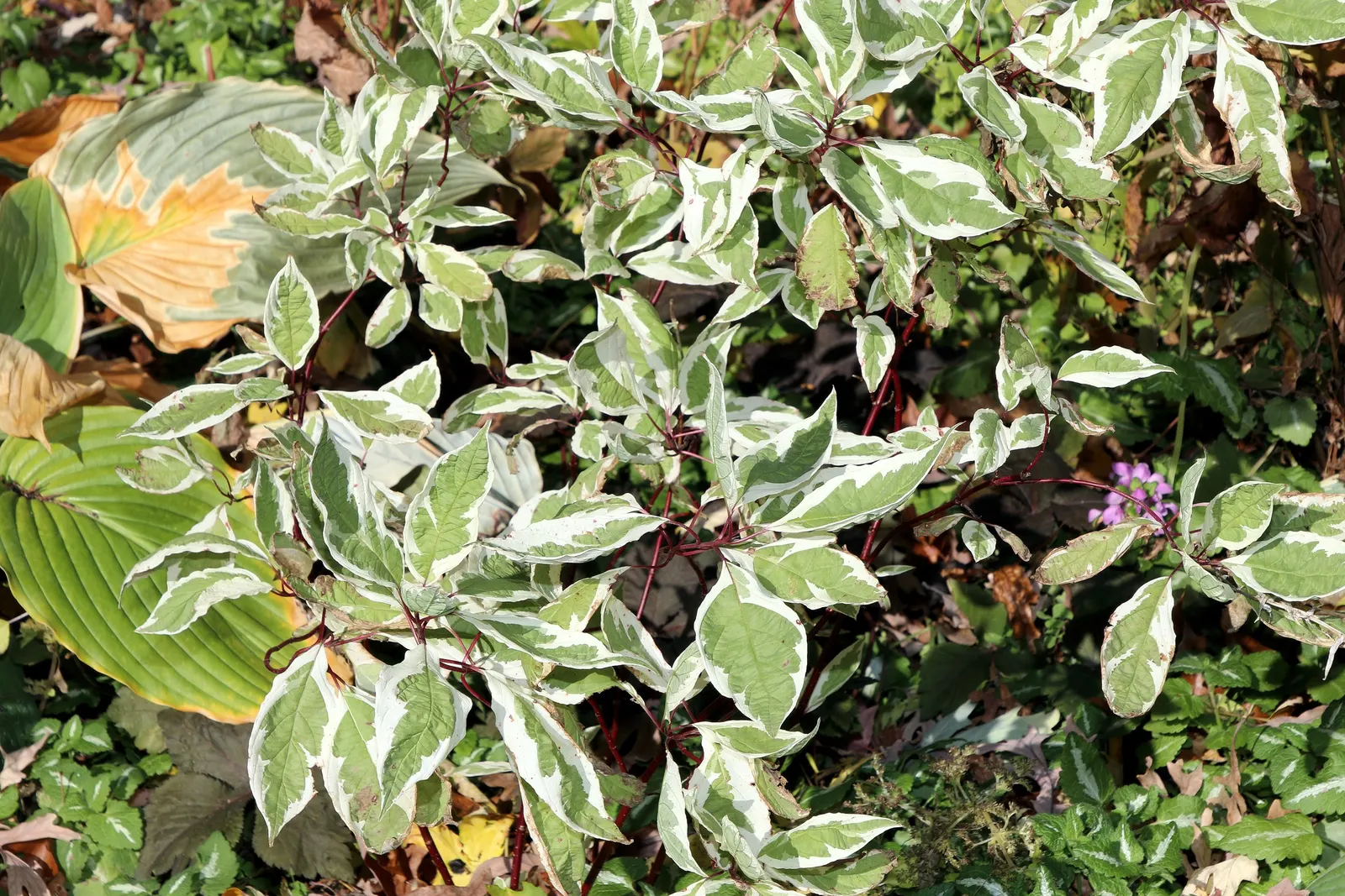 Ivory Halo Dogwood (Cornus Alba 'Ivory Halo') — Ideal for mass planting, it thrives in full sun to part shade and adapts to various soils