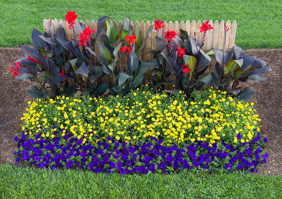 Royal Velvet® II Petunia — Deadheading is not necessary; with supplemental feeding especially helpful in containers, image 123