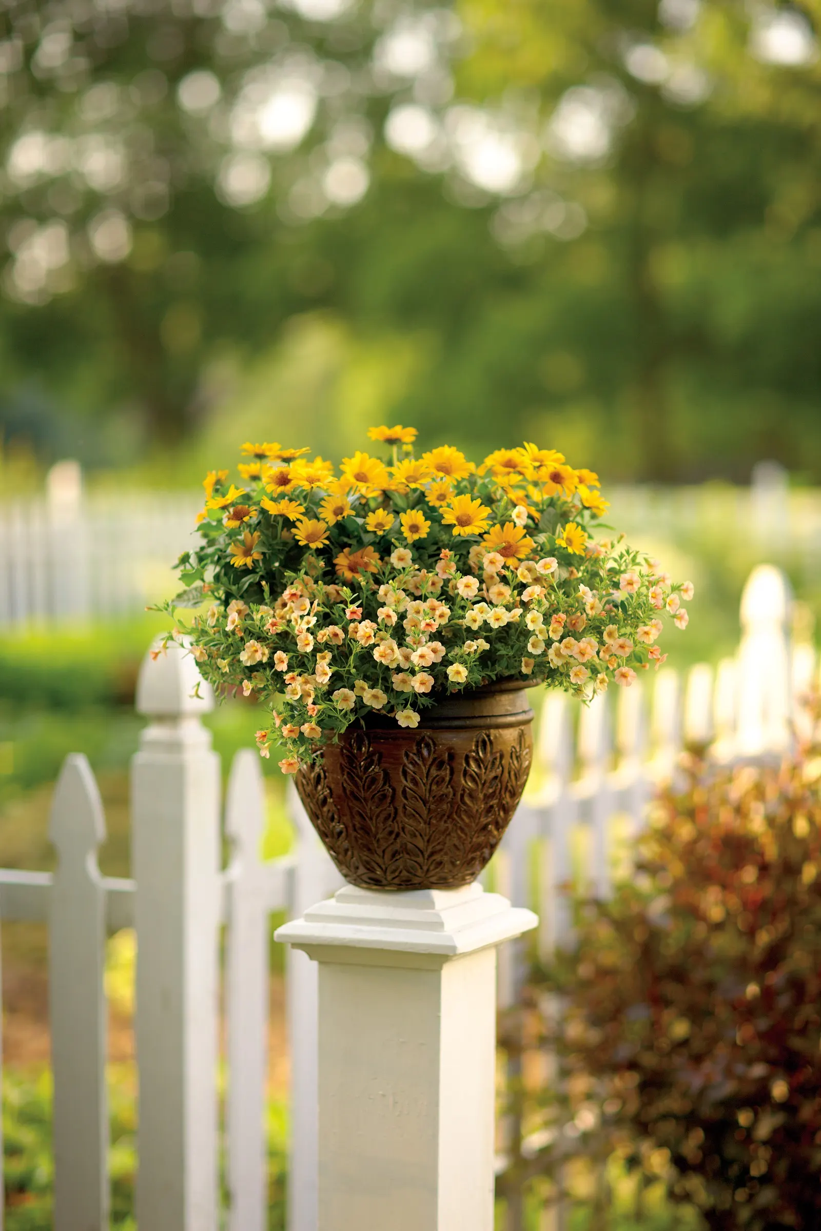 Golden Butterfly® Marguerite Daisy (Argyranthemum frutescens) — Hardy in USDA Zones 10-11