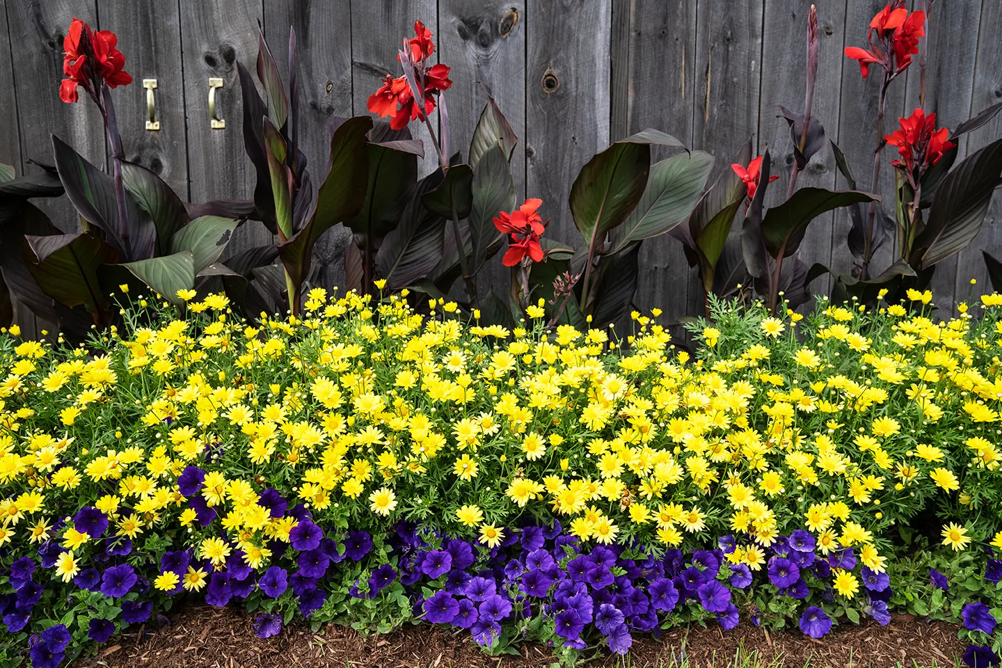 Golden Butterfly® Marguerite Daisy (Argyranthemum frutescens) — or massed for a glowing ribbon of color