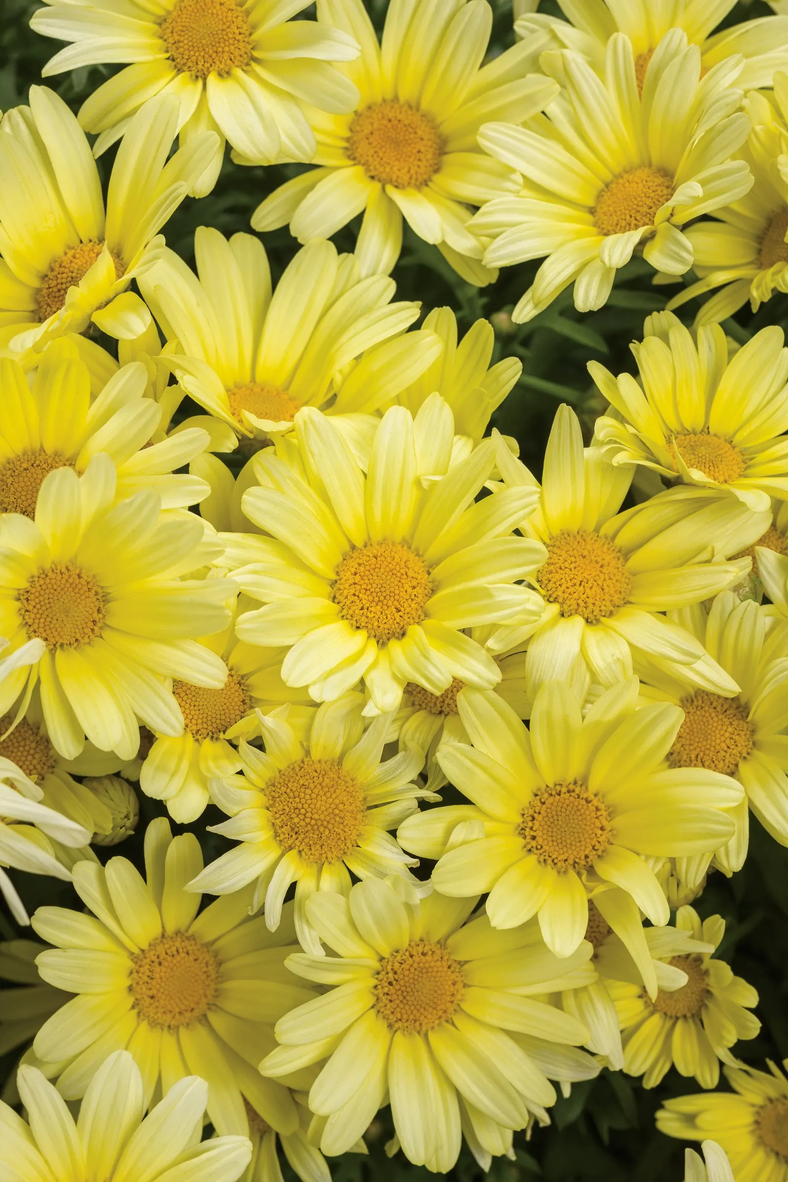 Golden Butterfly® Marguerite Daisy (Argyranthemum frutescens) — is a bright Proven Winners® annual with masses of golden-yellow daisy blooms over fresh green
