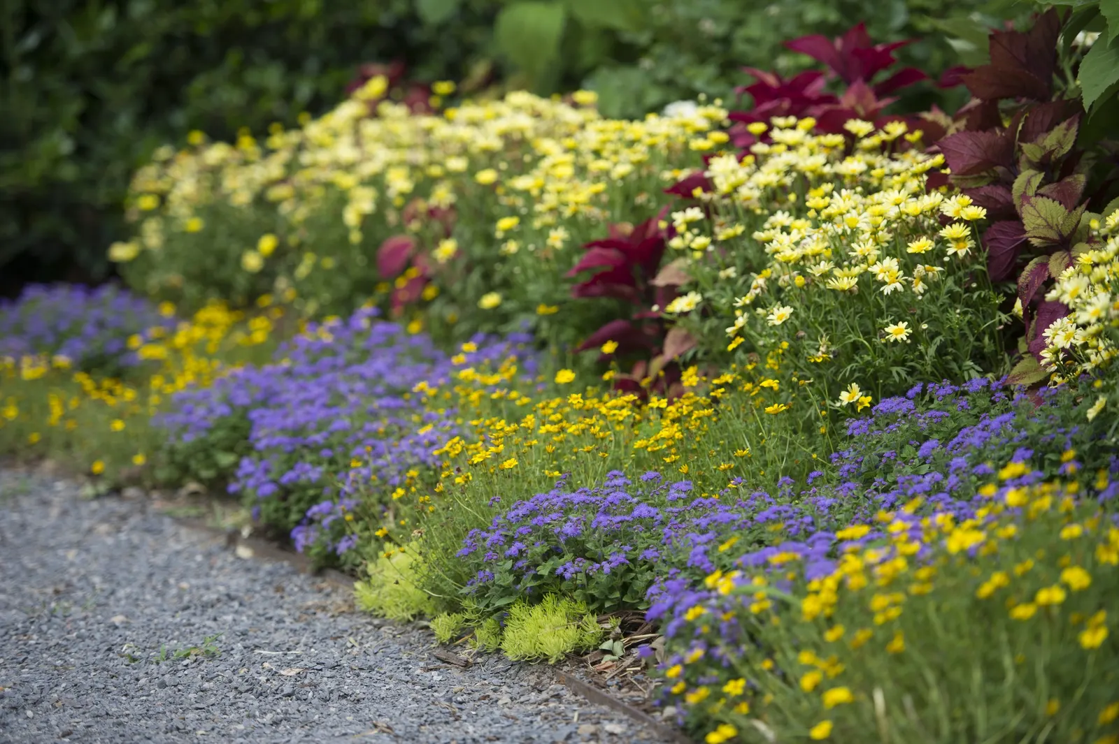 Blueberry Phlox (Phlox drummondii) — They are pollinator magnets, image 17