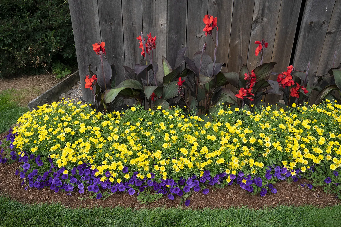 Golden Butterfly® Marguerite Daisy (Argyranthemum frutescens) — average well-drained soil; yellow flowers in the garden