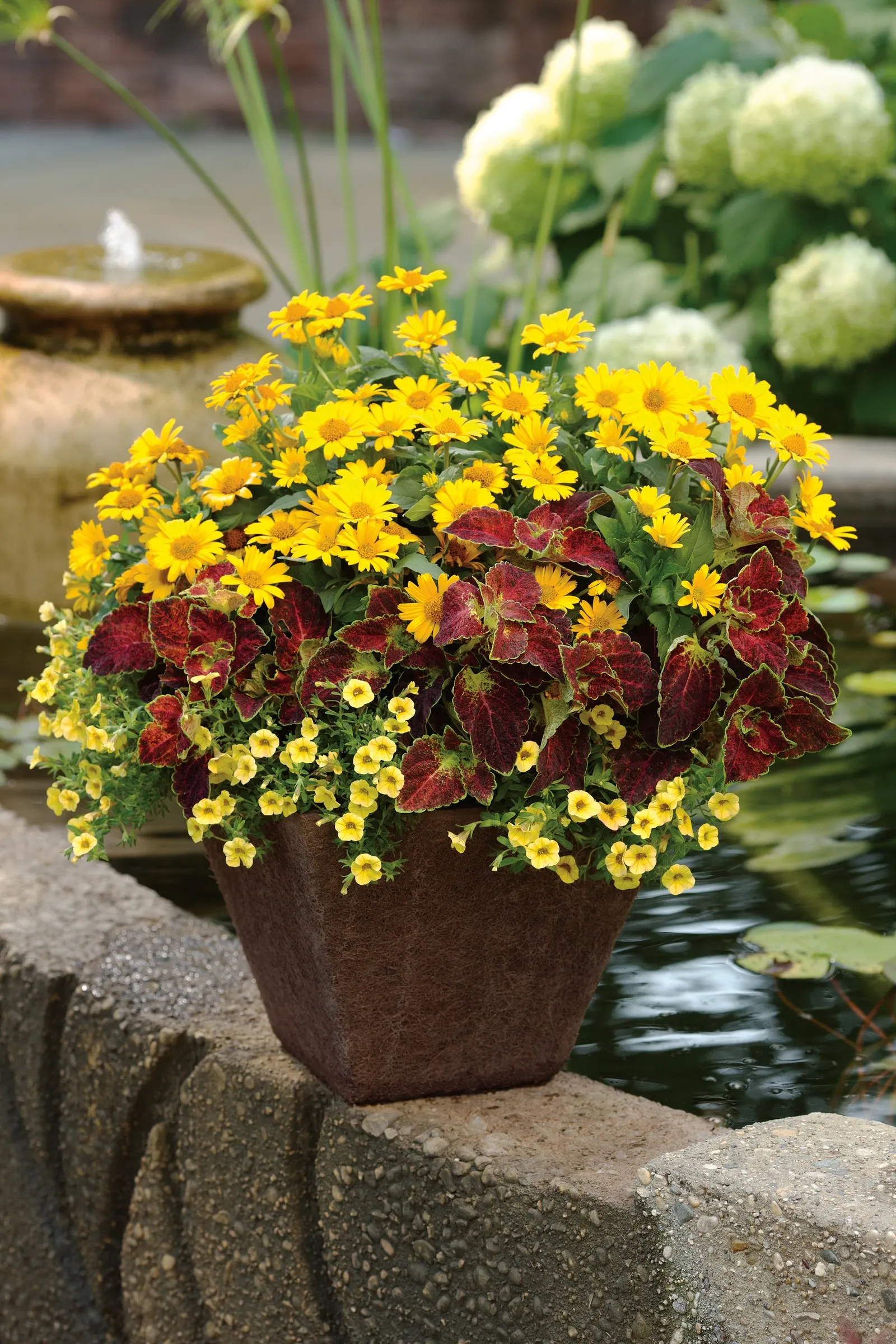 Golden Butterfly® Marguerite Daisy (Argyranthemum frutescens) — It grows upright to 18-36 inches tall and 12-20 inches wide