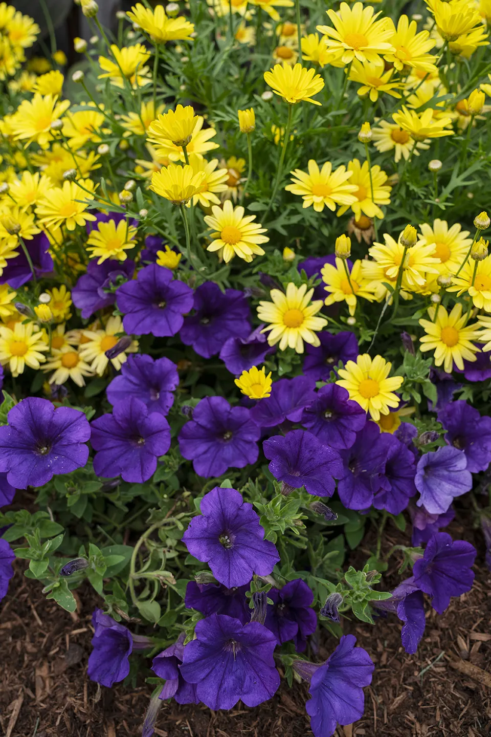 Golden Butterfly® Marguerite Daisy (Argyranthemum frutescens) — It pairs beautifully with blues