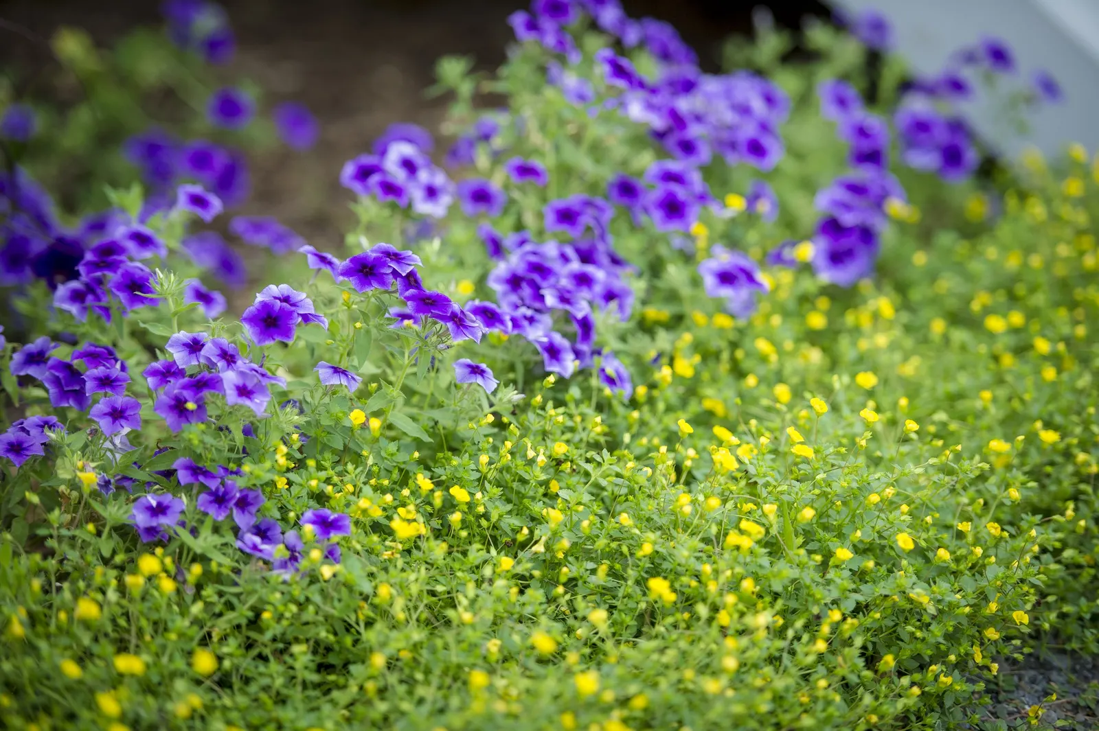 Blueberry Phlox (Phlox drummondii) — This series was formerly named Intensia ® ., Self-cleaning, deadheading not necessary