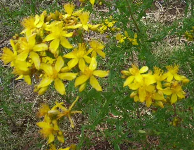 Yellow Bulbine (Bulbine Frutescens 'Yellow') — These light to medium-yellow flowers with frilly stamens appear in clusters atop slender
