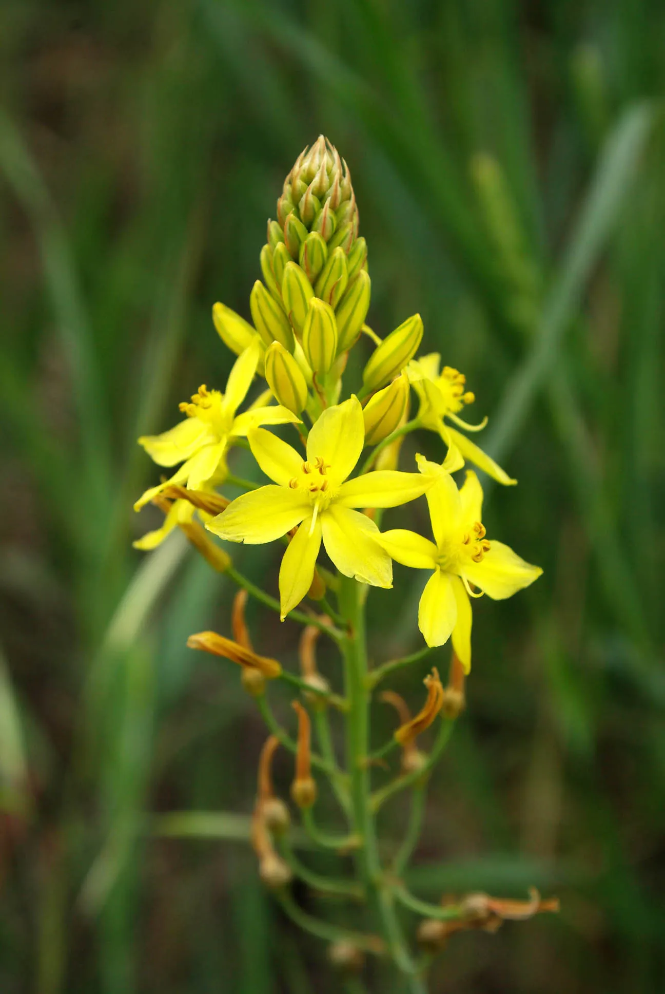 Yellow Bulbine (Bulbine Frutescens 'Yellow') — Space 12 inches apart for a lush display